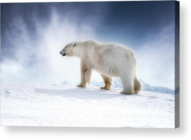 Wildlife Acrylic Print featuring the photograph Beautiful adult male polar bear, ursus maritimus, walking across the snow of Svalbard by Jane Rix