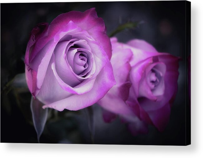 Roses Acrylic Print featuring the photograph Beautiful Birthday Roses by Elaine Malott