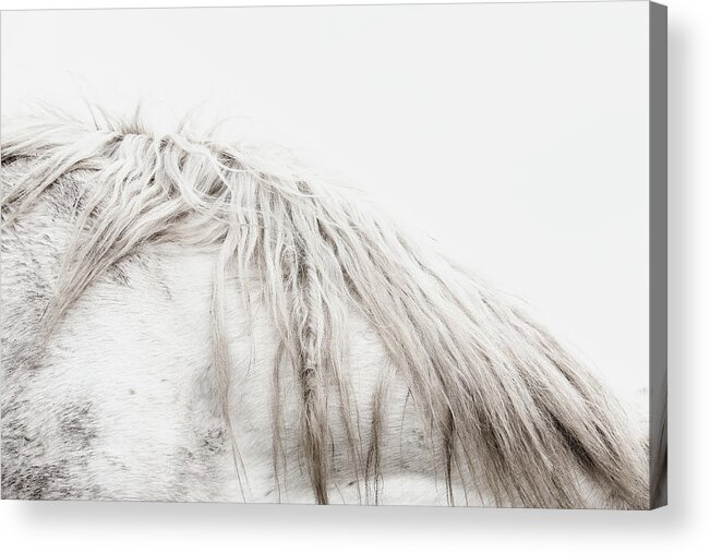 Photographs Acrylic Print featuring the photograph Beautiful Chaos I - Horse Art by Lisa Saint