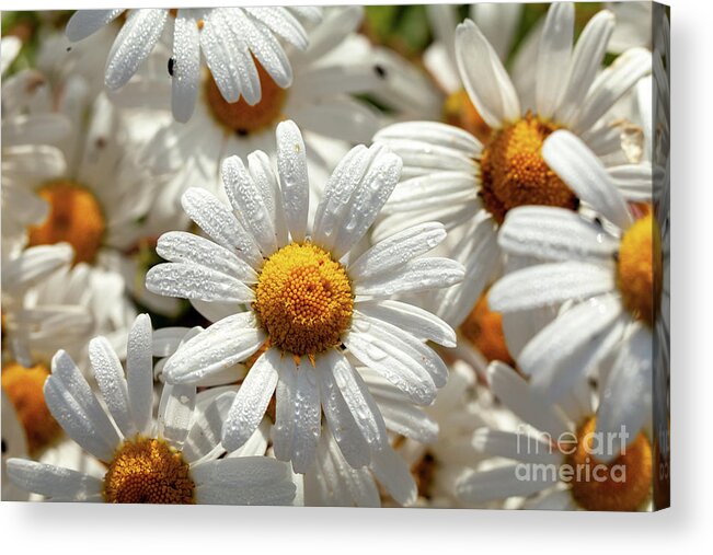 Daisies Acrylic Print featuring the photograph Beautiful large wild daisies with water drops by Simon Bratt