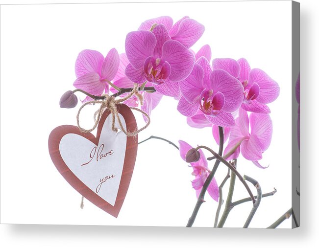 Holiday Acrylic Print featuring the photograph Beautiful purple phalaenopsis flowers by Peredniankina