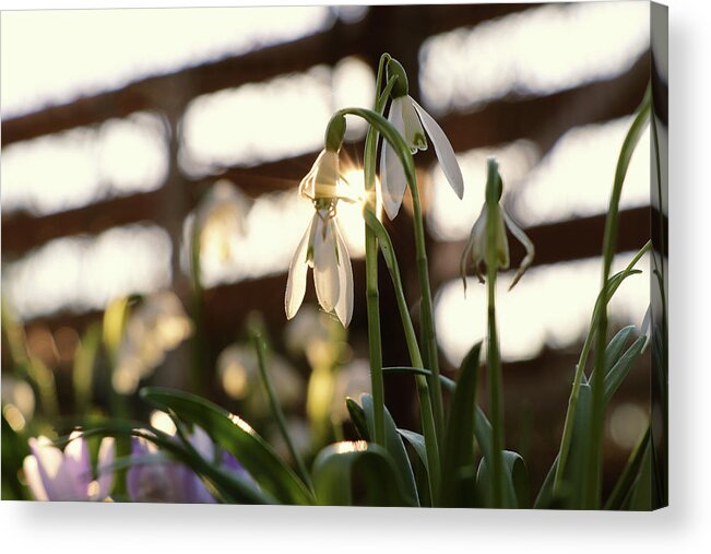 Misty Acrylic Print featuring the photograph White snowdrop in golden hours. by Vaclav Sonnek