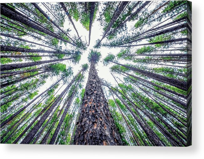 Forest Acrylic Print featuring the photograph Beaverhead-Deerlodge National Forest by Mango Art