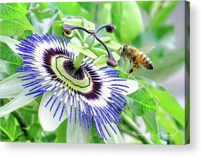 Bee Photo Prints Acrylic Print featuring the digital art Bee 87 by Kevin Chippindall