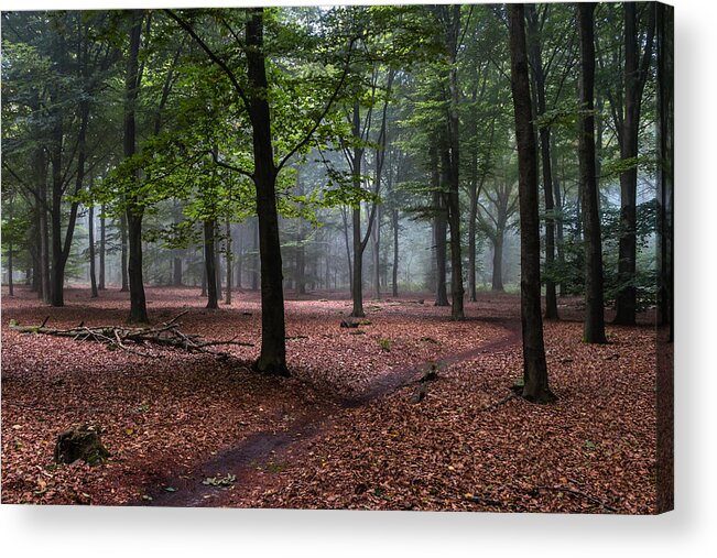 Scenics Acrylic Print featuring the photograph Beech Forest by William Mevissen