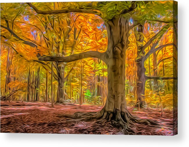 Beech Trees Acrylic Print featuring the photograph Beech Trees Abstract 01 by Jim Dollar