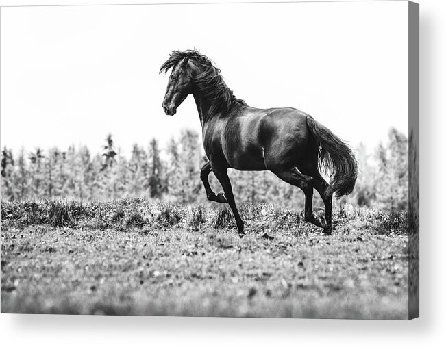 Photographs Acrylic Print featuring the photograph Believe III - Horse Art by Lisa Saint