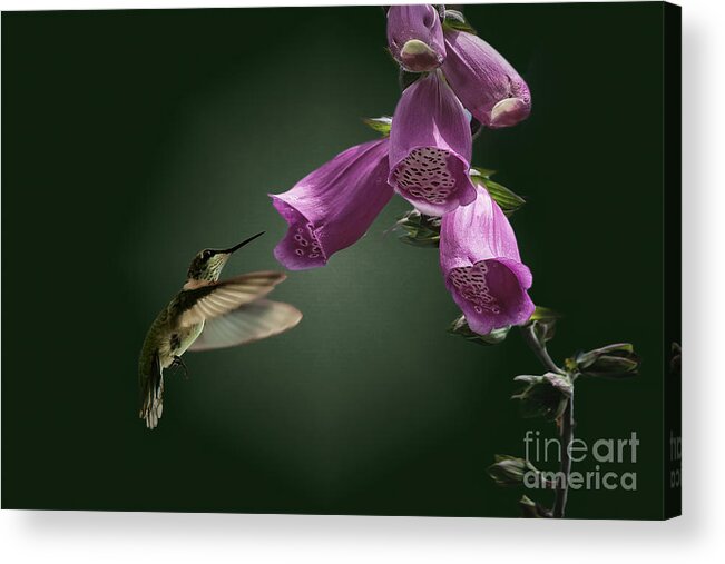 Bellflower Acrylic Print featuring the photograph Bellflower Hummingbird by Ed Taylor