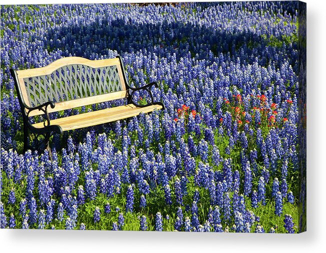Bluebonnet Acrylic Print featuring the photograph Bench and Lupine by Eggers Photography