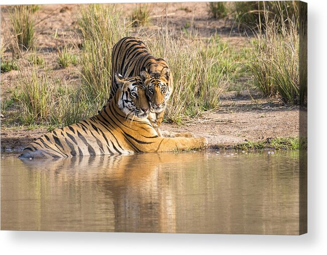 Water's Edge Acrylic Print featuring the photograph Bengal tiger mother with cub at edge of pool by James Warwick