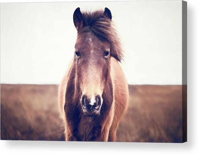 Photographs Acrylic Print featuring the photograph Benny III - Horse Art by Lisa Saint