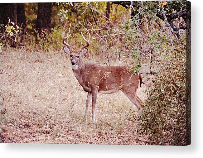 Deer Acrylic Print featuring the photograph Big 12 Point Buck Deer in Wild by Gaby Ethington