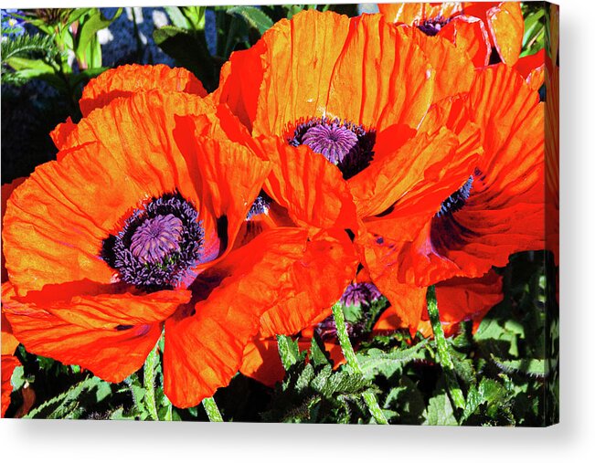 Flowers Acrylic Print featuring the photograph Big Reds by Claude Dalley
