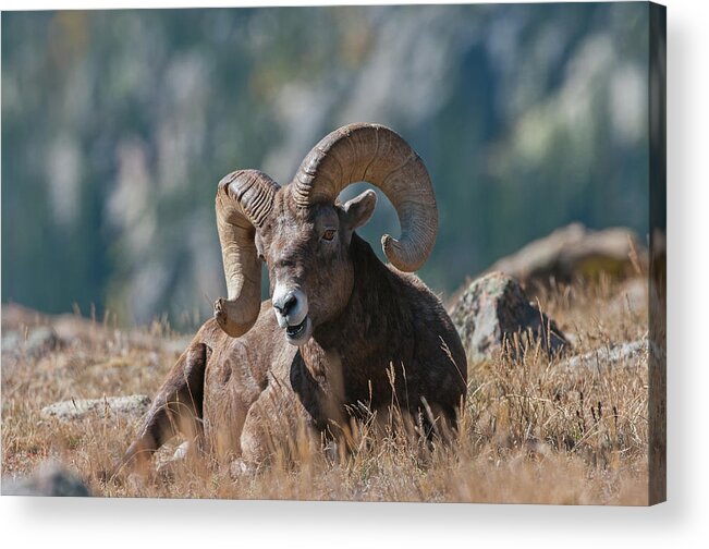 Bighorn Sheep Acrylic Print featuring the photograph Bighorn Sheep - 7187 by Jerry Owens