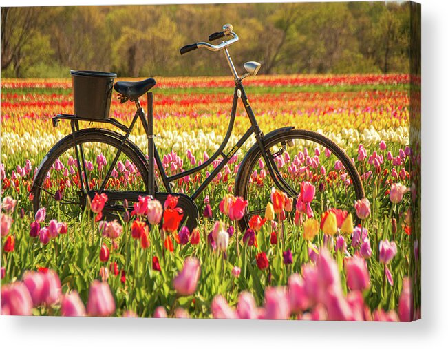 Tulip Acrylic Print featuring the photograph Biking Through The Tulips by Kristia Adams