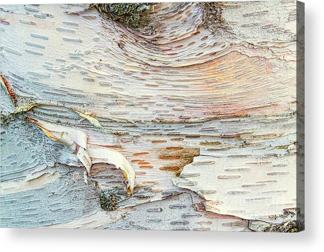 Abstracts Acrylic Print featuring the photograph Birch Currents by Marilyn Cornwell