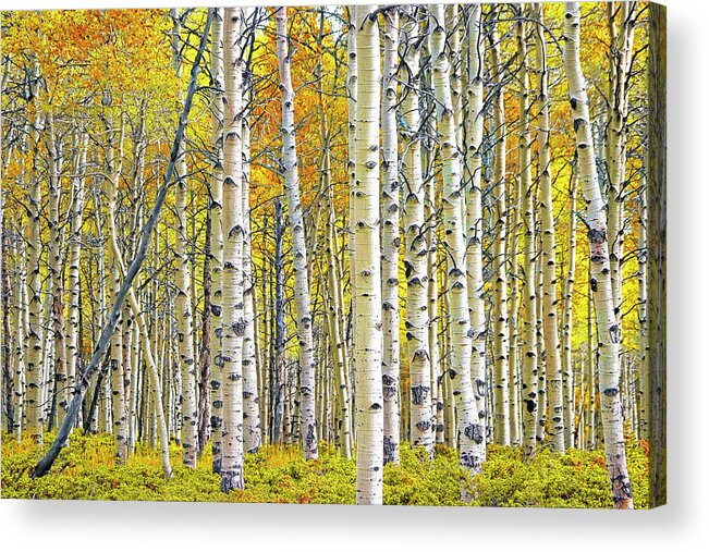 Nature Acrylic Print featuring the photograph Birch Tree Grove in Autumn Yellow Color by Randall Nyhof