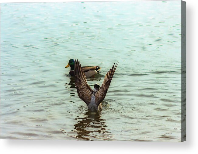 Bird Acrylic Print featuring the photograph Bird Diving for Food by Auden Johnson