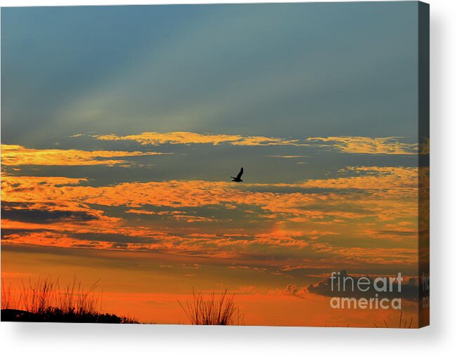Soul Acrylic Print featuring the photograph Bird of The Soul And The Sunset by Leonida Arte
