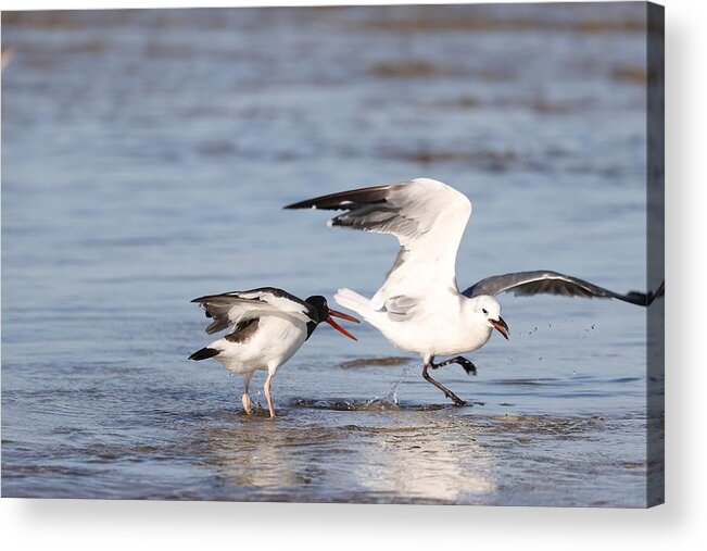 Seagulls Acrylic Print featuring the photograph Birds' Fight by Mingming Jiang