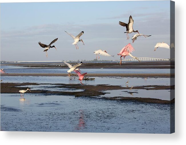 Birds Acrylic Print featuring the photograph Birds in Flight by Mingming Jiang