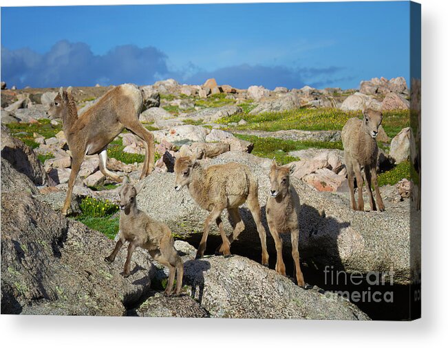 Bighorn Sheep Acrylic Print featuring the photograph Birds of a Feather by Jim Garrison