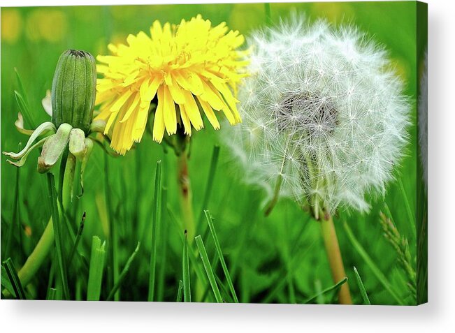 Dandelions Acrylic Print featuring the photograph Birth Life Death by Frozen in Time Fine Art Photography