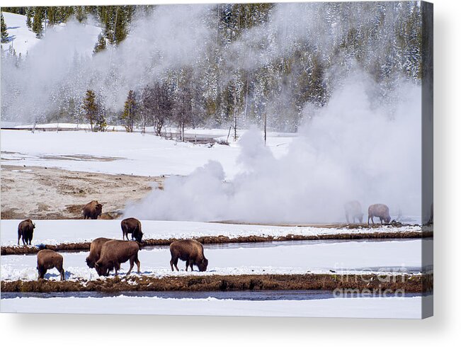 Bison Acrylic Print featuring the photograph Bison Along the River at Yellowstone National Park by L Bosco