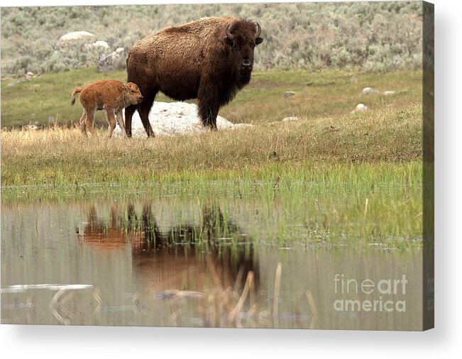 Yellowstone Acrylic Print featuring the photograph Bison Red Dog With A Wary Eye by Adam Jewell