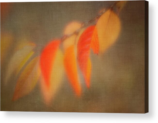 Autumn Acrylic Print featuring the photograph Bittersweet by Jill Love