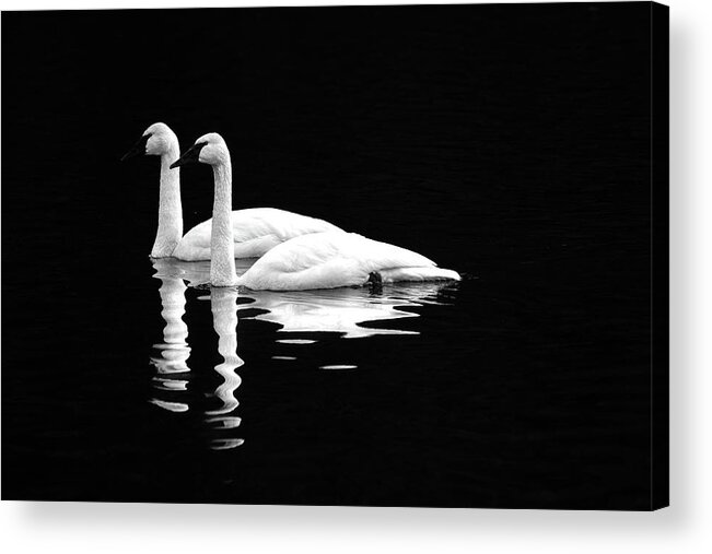 Swan Acrylic Print featuring the photograph Black and White Beauty by Jerry Cahill