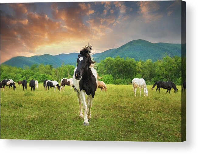 Horse Acrylic Print featuring the photograph Black and White Horse at the Smoky Mountains by Karen Cox