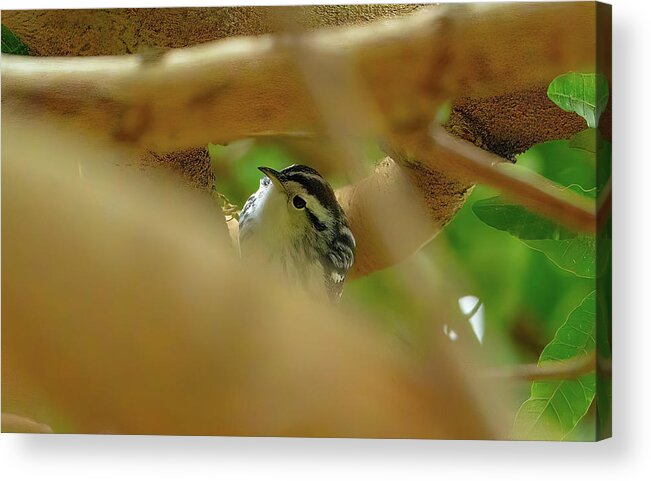 Black-and-white Warbler Acrylic Print featuring the photograph Black-and-white warbler by Vincent Billotto