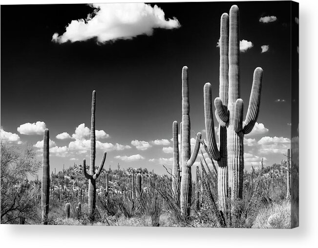Arizona Acrylic Print featuring the photograph Black Arizona Series - Saguaro Cactus Desert by Philippe HUGONNARD