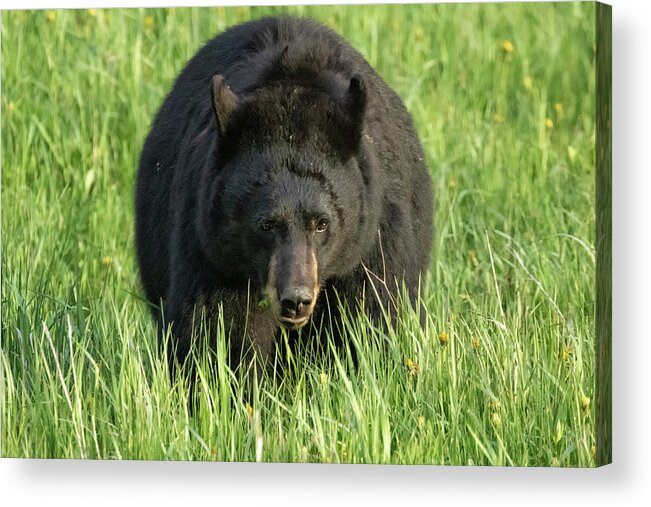 American Black Bear Acrylic Print featuring the photograph Black Bear Eating Grass in Yellowstone by Belinda Greb