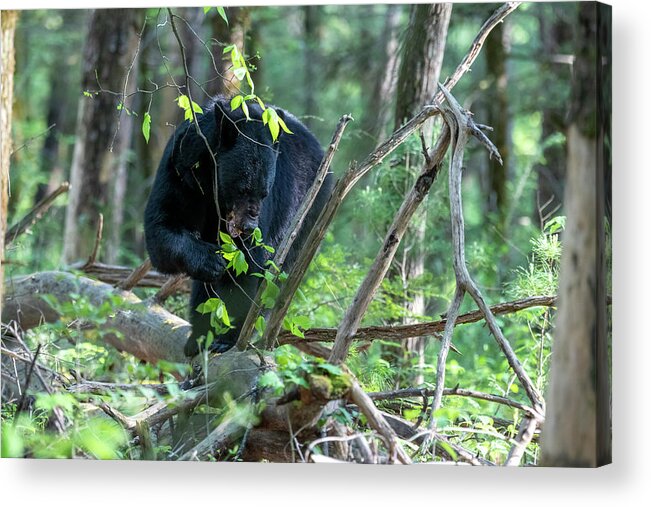 Black Bear; Walking; Log; Forest Floor; Nature Acrylic Print featuring the photograph Black bear eating leaves on a log on the forest floor by Dan Friend