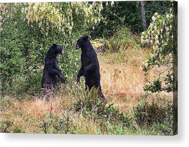 Bears Acrylic Print featuring the photograph Black Bears Wrestling - Canadian Wildlife by Peggy Collins