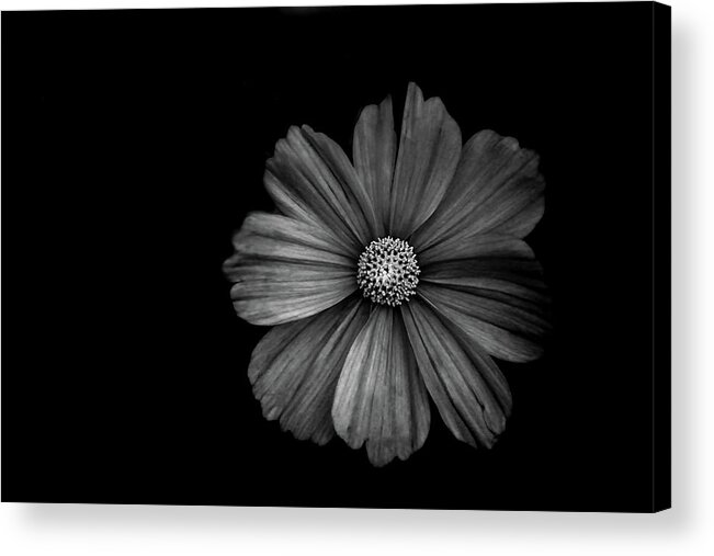 Flower Acrylic Print featuring the photograph Black Blossoms by Carrie Ann Grippo-Pike