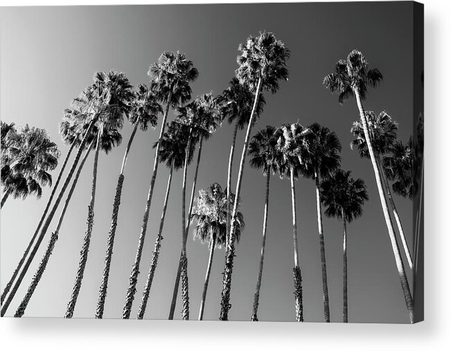 Palm Trees Acrylic Print featuring the photograph Black California Series - Palm Trees Family by Philippe HUGONNARD