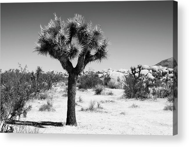 Desert Acrylic Print featuring the photograph Black California Series - The Joshua Tree by Philippe HUGONNARD