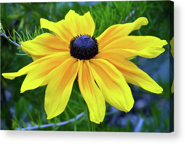 Black Eyed Susan Acrylic Print featuring the photograph Black Eyed Susan Portrait by Terence Davis