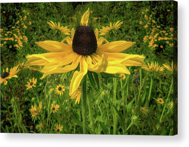 Black Eyed Susan Acrylic Print featuring the photograph Black Eyed Suzy And Friends by Chris Lord