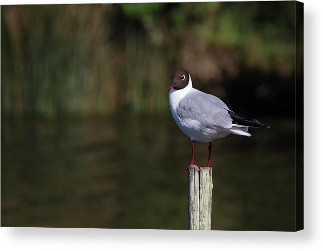 Wildlife Acrylic Print featuring the photograph Black headed seagull portrait by Eric BRENAC