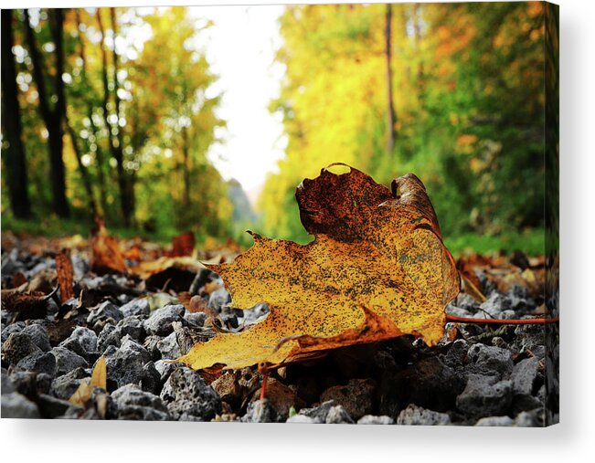 Acer Acrylic Print featuring the photograph Black spotted yellow marple leaf on gravel road which surrounded forest, which playing many colors. Pinch of autumn in semptember by Vaclav Sonnek