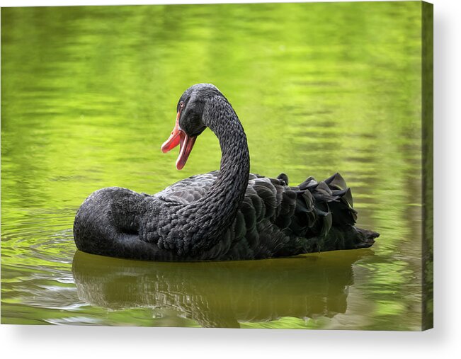 Black Acrylic Print featuring the photograph Black Swan In The Lake by Artur Bogacki