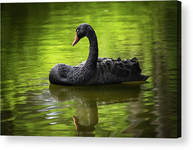 Black Acrylic Print featuring the photograph Black Swan With Eyes Closed by Artur Bogacki