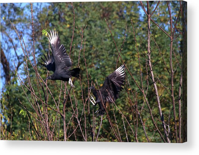 Birds Acrylic Print featuring the photograph Black Vultures in the Fall by Trina Ansel
