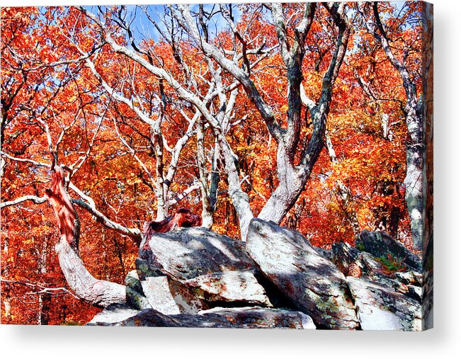 Gray Rocks Acrylic Print featuring the photograph Blazing Fall Leaves Skyline Dr by The James Roney Collection