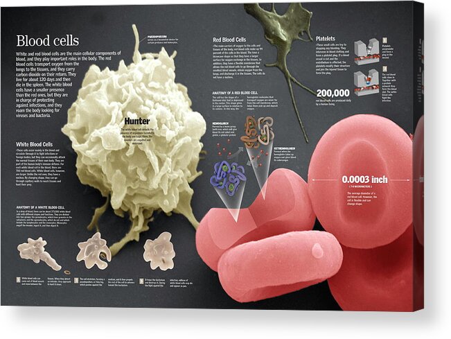 Ciencia Acrylic Print featuring the digital art Blood cells by Album