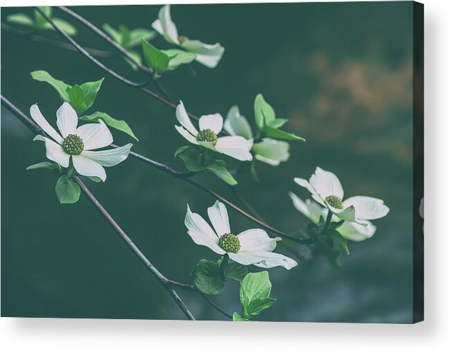 Yosemite National Park Acrylic Print featuring the photograph Blooming Dogwoods by Jonathan Nguyen